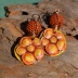 Fall Flowers, Polymer Clay Hibiscus and Beaded Bead Earrings